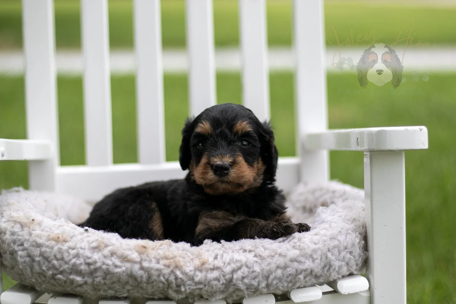 Mini Mae Bernedoodle Puppy-1010.jpg