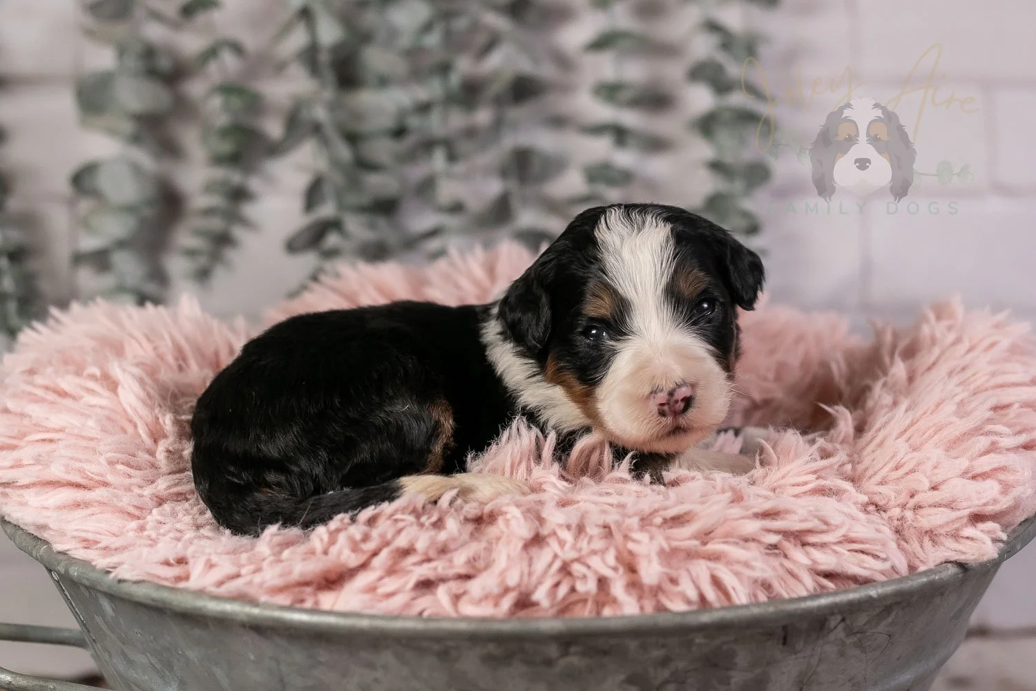 Harmonica Bernedoodle Puppy-39.jpg