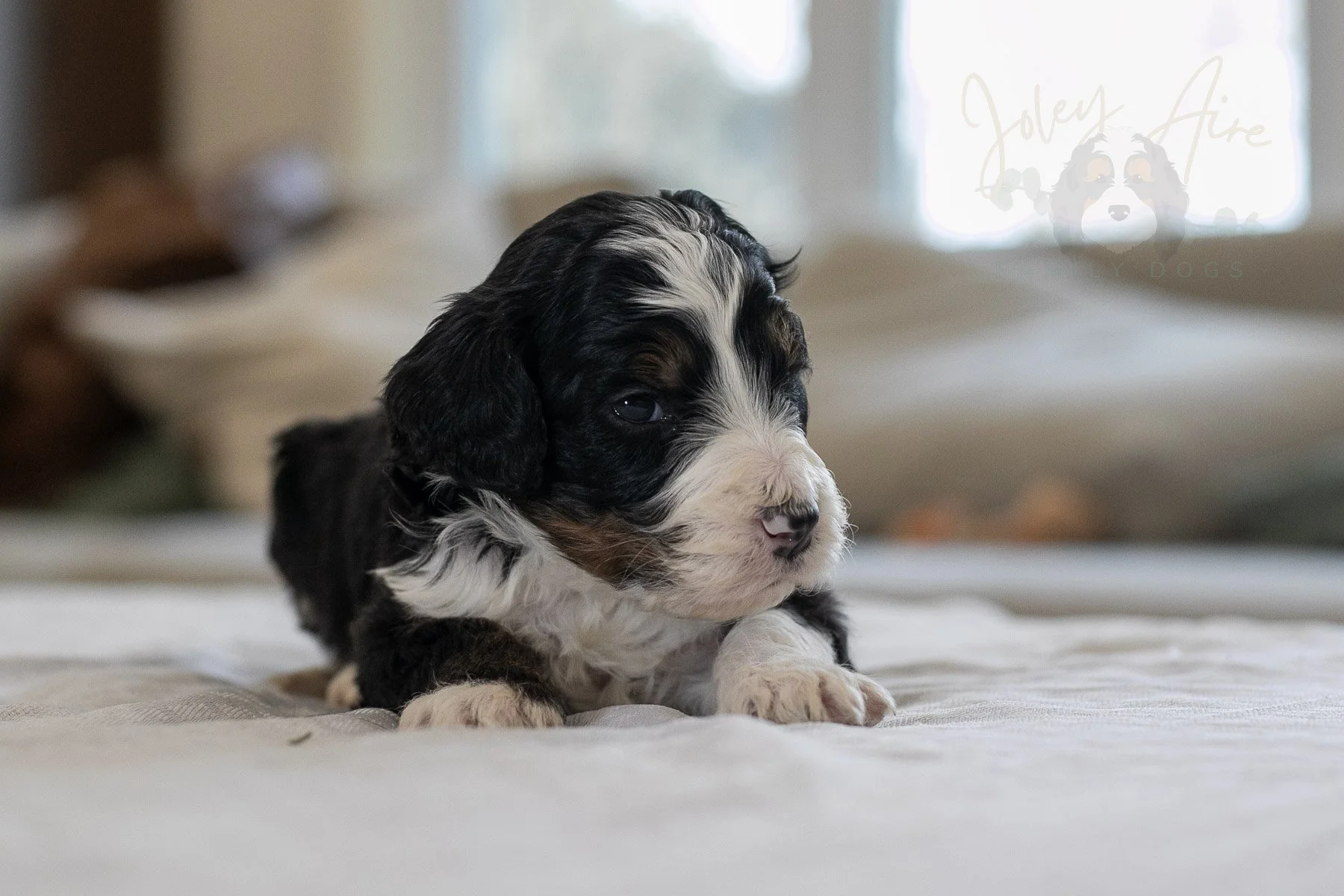 Belle  Bernedoodle Puppy-15.jpg