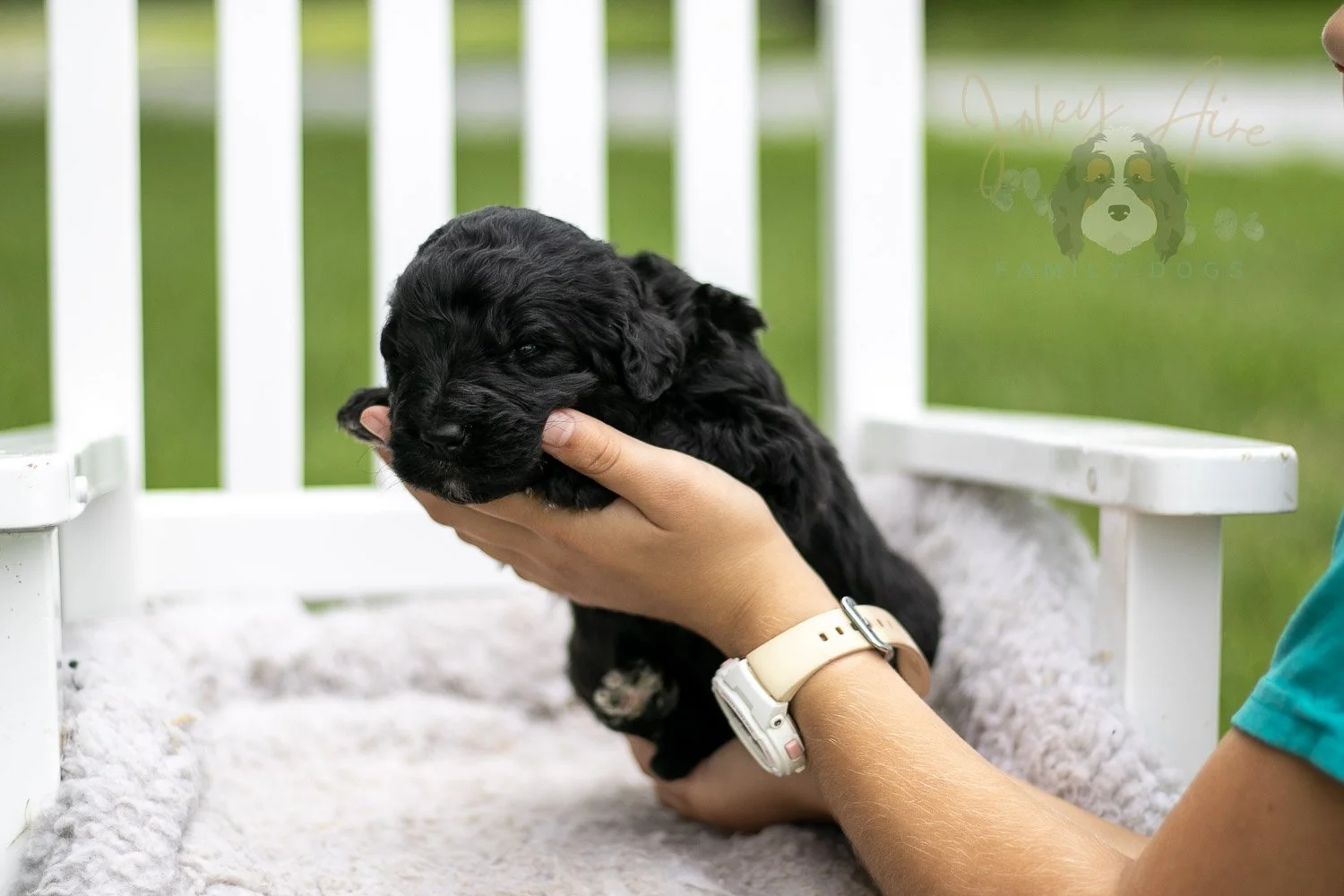 Claude Monet Bernedoodle Puppy-762.jpg