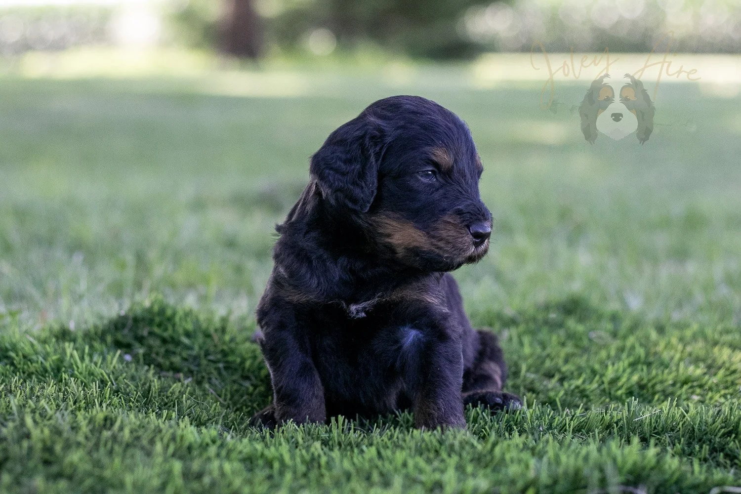 Olympic Bernedoodle Puppy-356.jpg