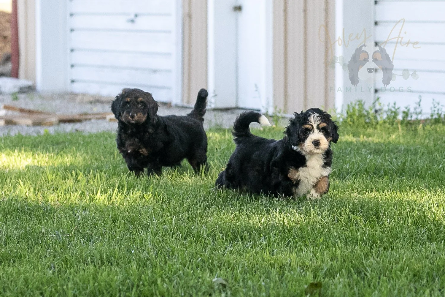 Trumpet Bernedoodle Puppy-2.jpg