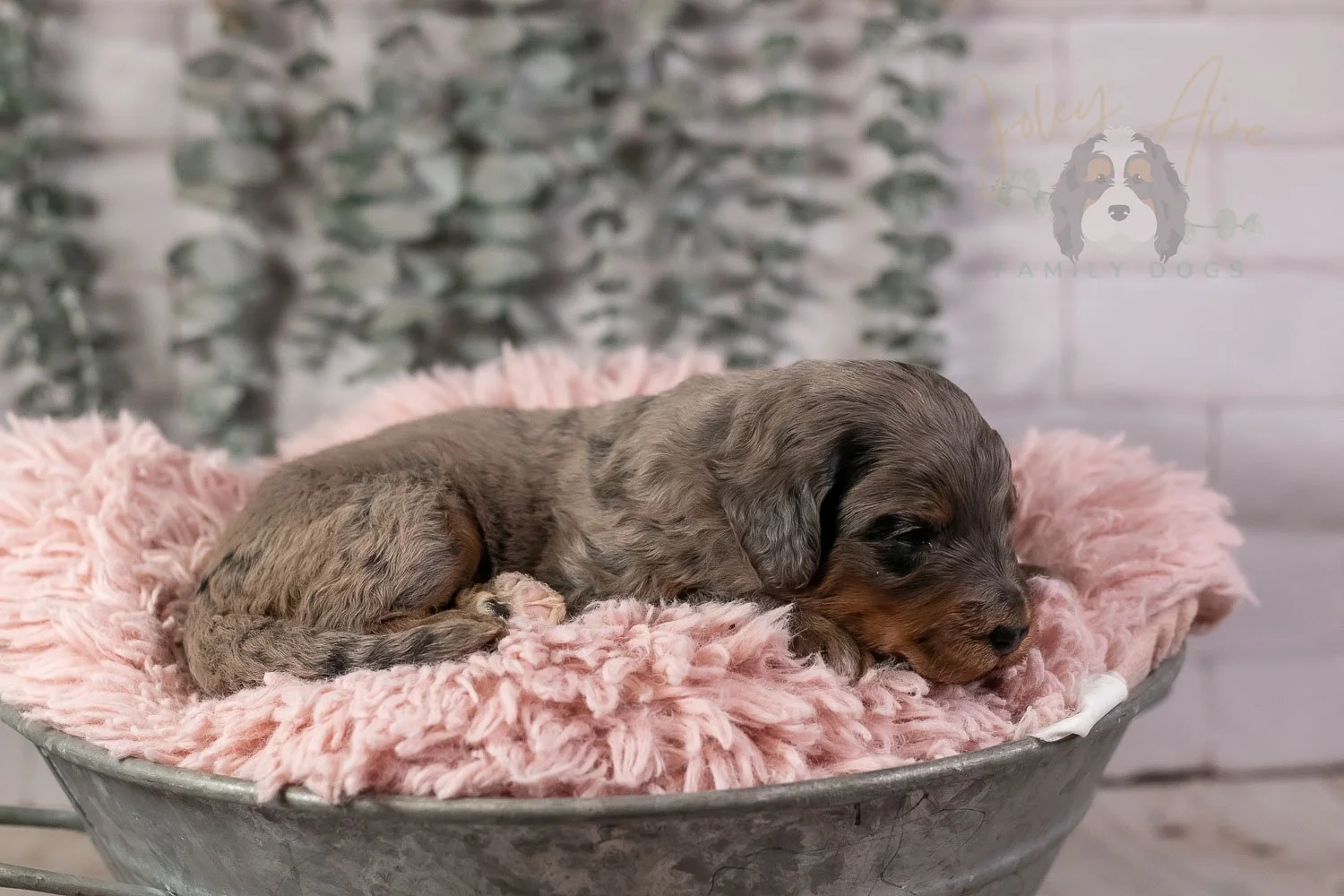 Flute Bernedoodle Puppy-26.jpg