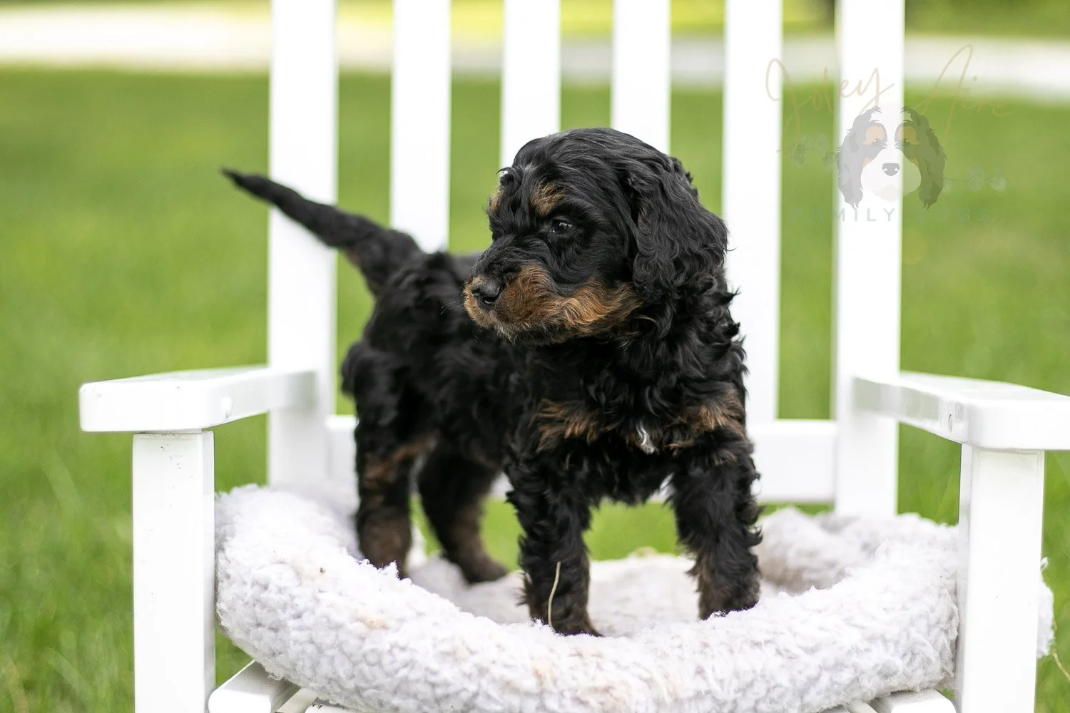 Bryce Bernedoodle Puppy-806.jpg