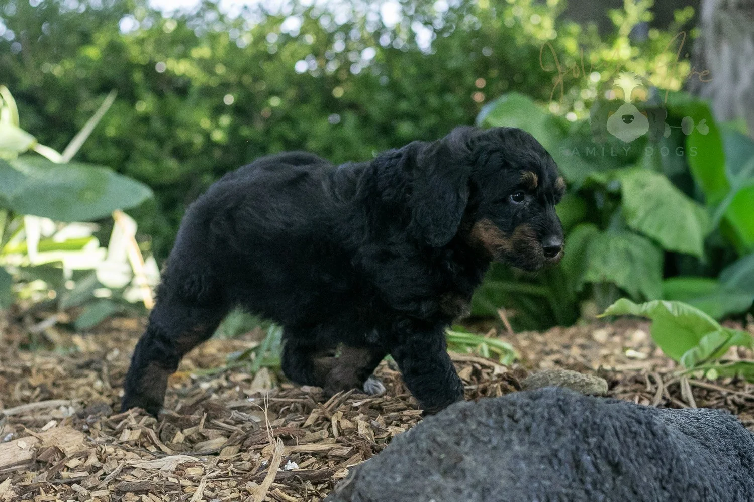 Piano Bernedoodle Puppy-15.jpg