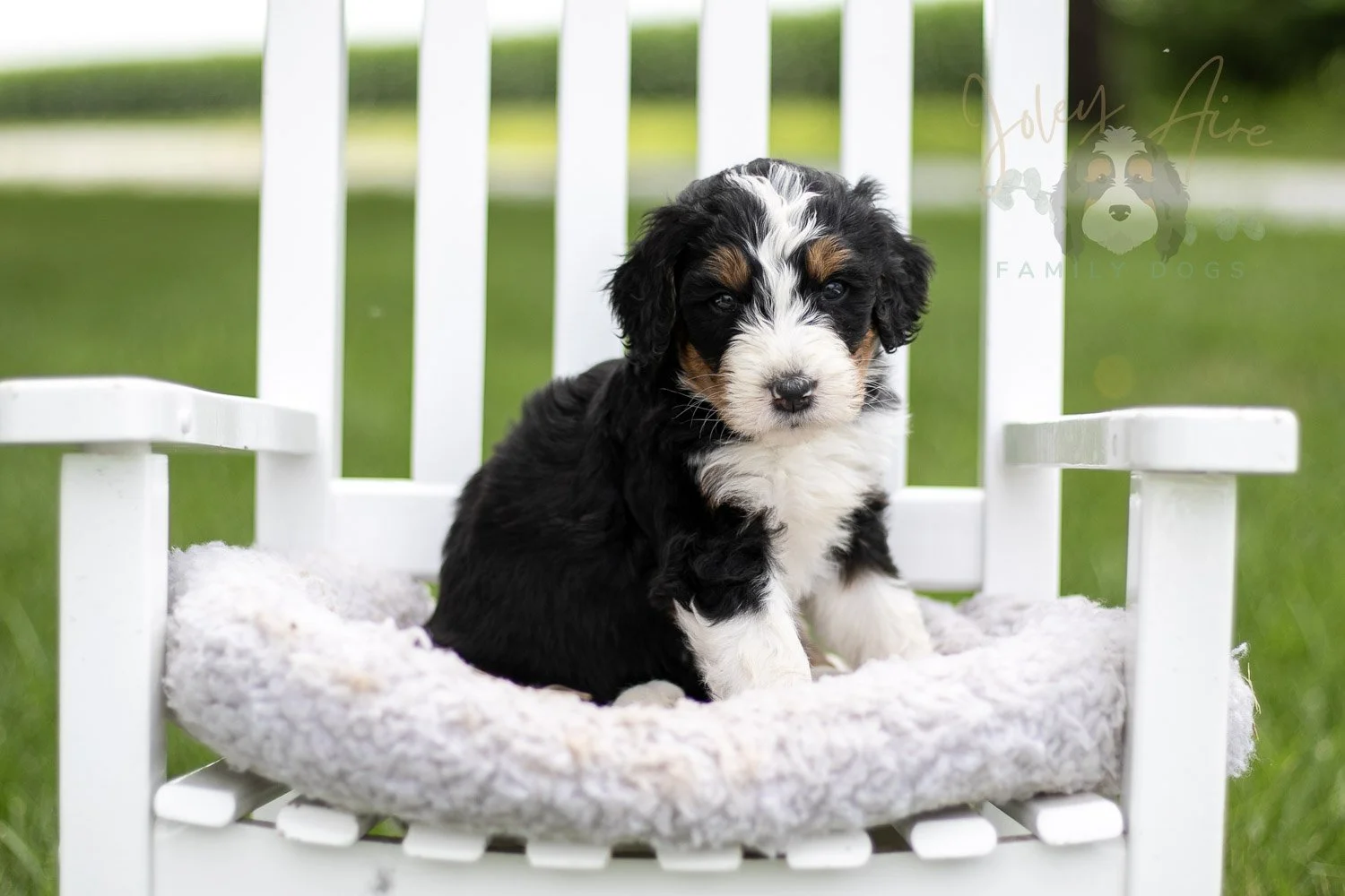 Zion Bernedoodle Puppy-812.jpg