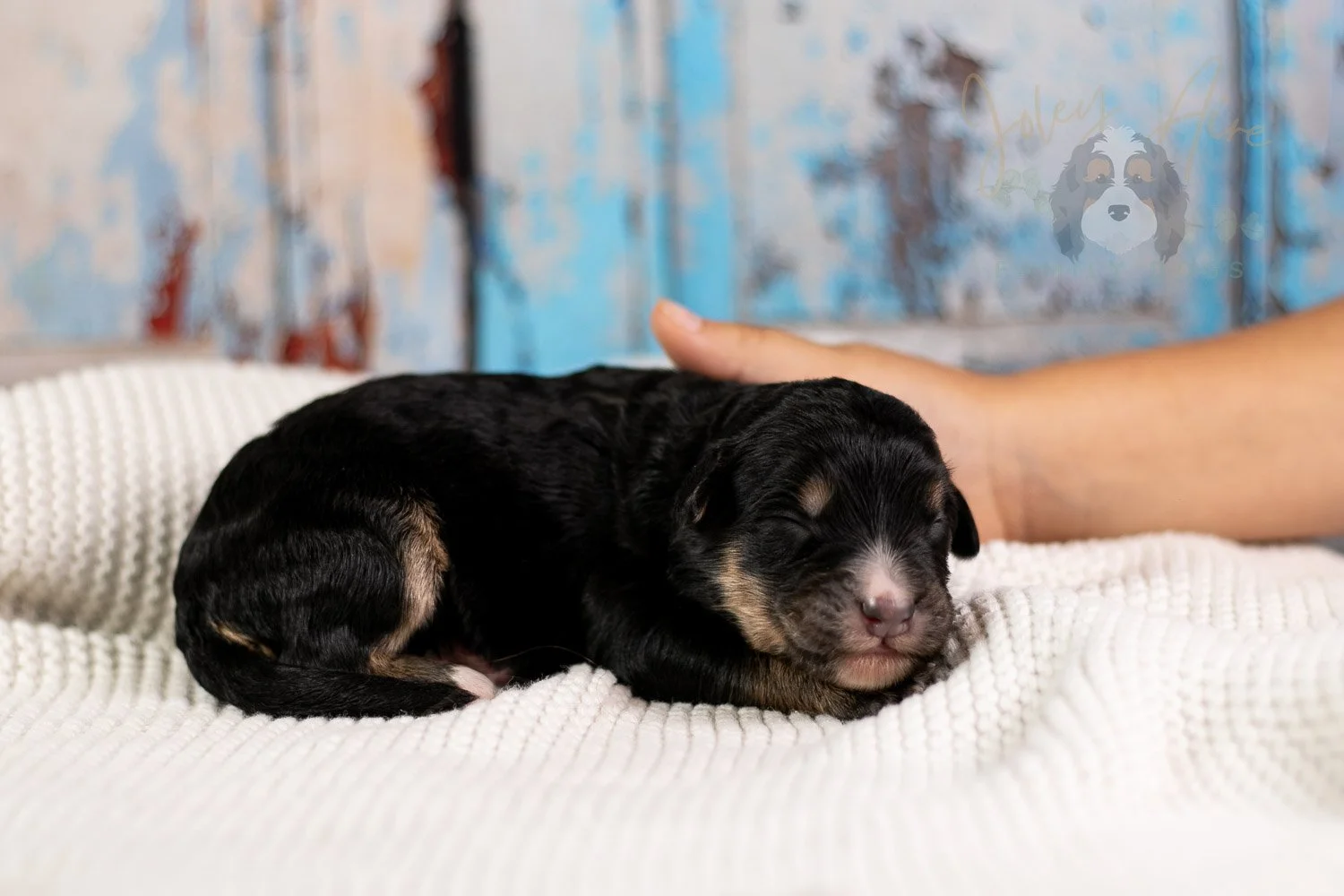 Da Vinci Bernedoodle Puppy-103.jpg