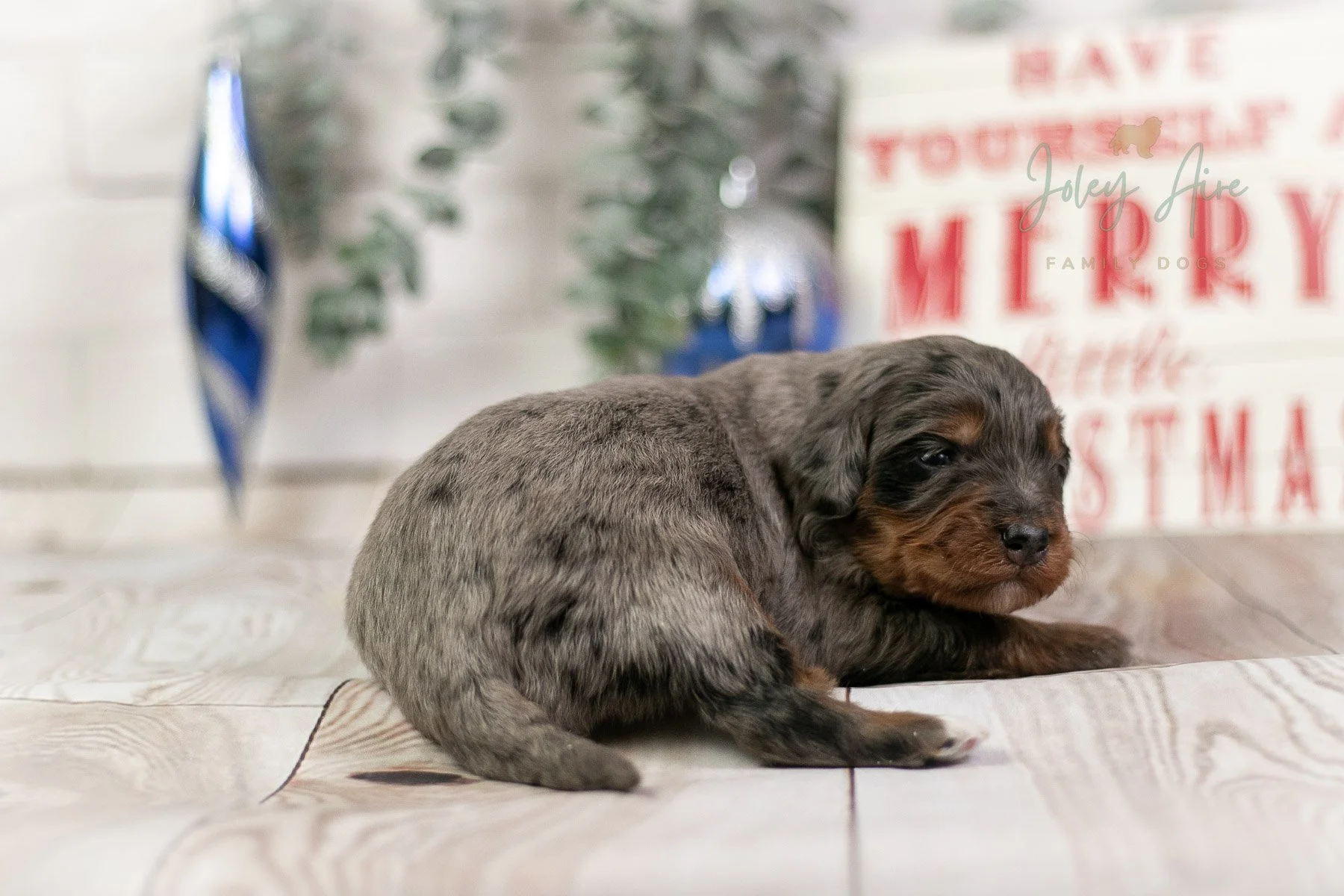 Eiger - Phantom Merle Bernedoodle Puppy