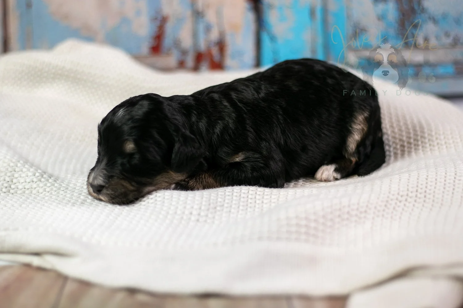Georgia Bernedoodle Puppy-253.jpg