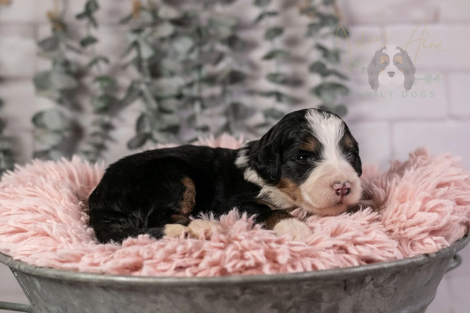Harmonica Bernedoodle Puppy-31.jpg