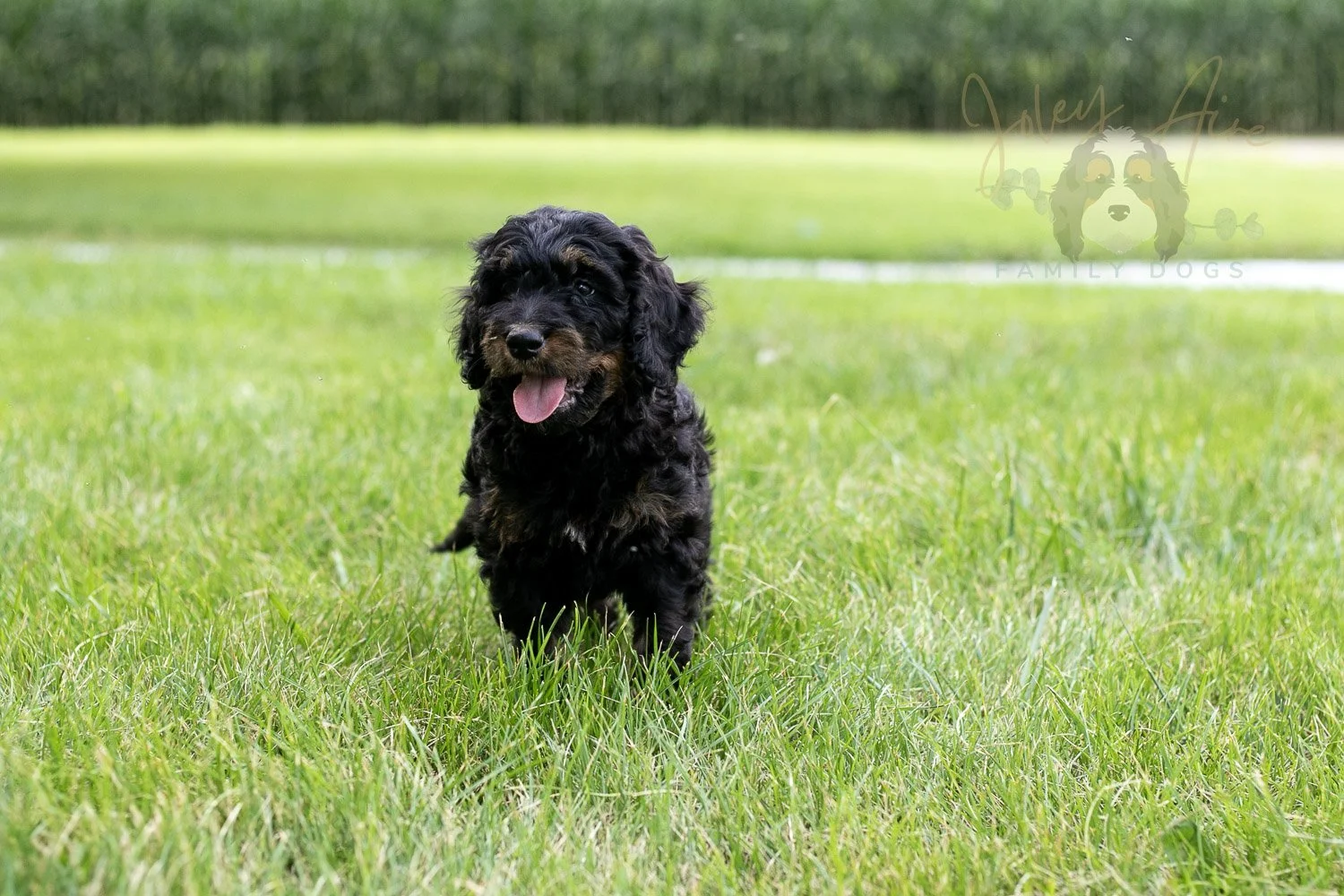 Bryce Bernedoodle Puppy-69.jpg