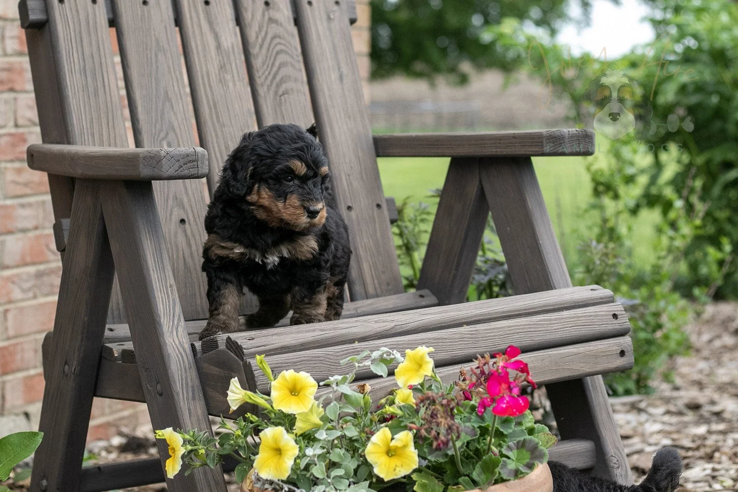 Guitar Bernedoodle Puppy-7.jpg