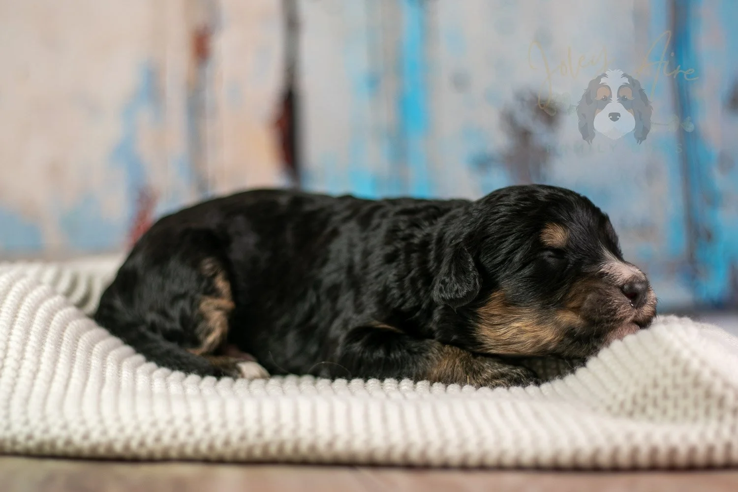 Da Vinci Bernedoodle Puppy-167.jpg