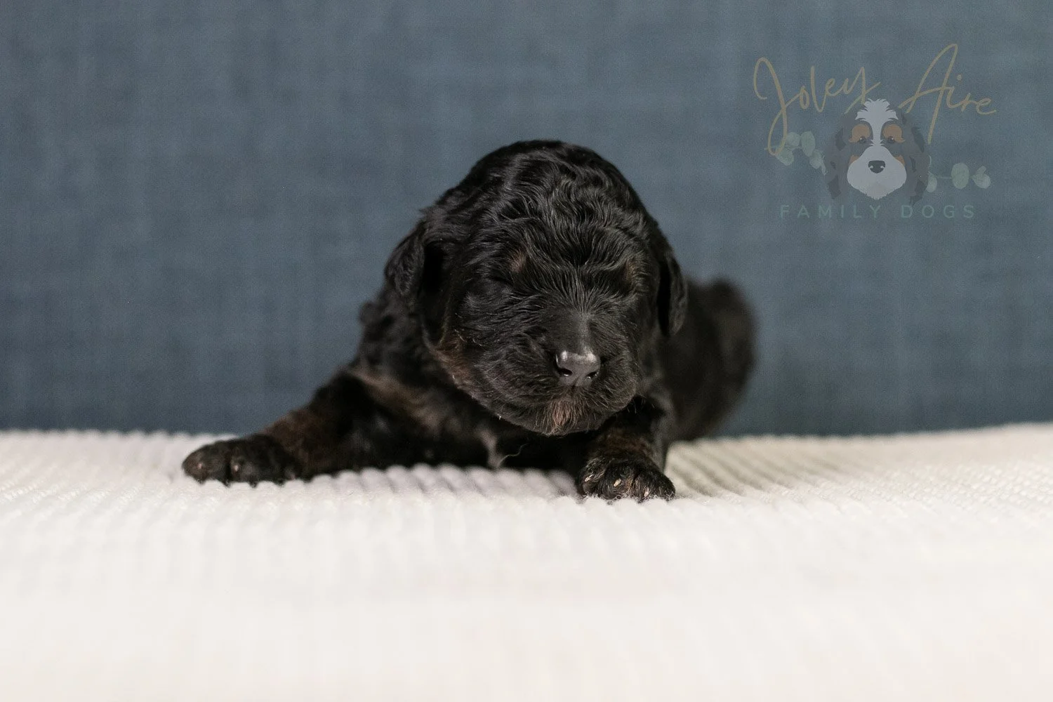 Amy Bernedoodle Puppy-103.jpg