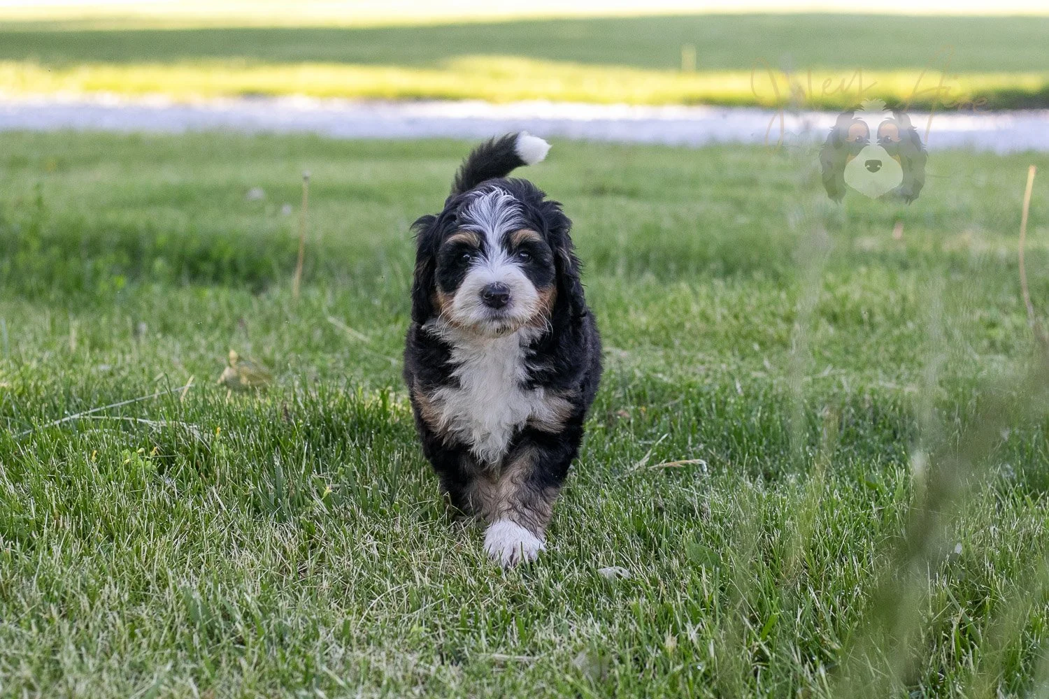Trumpet Bernedoodle Puppy-18.jpg