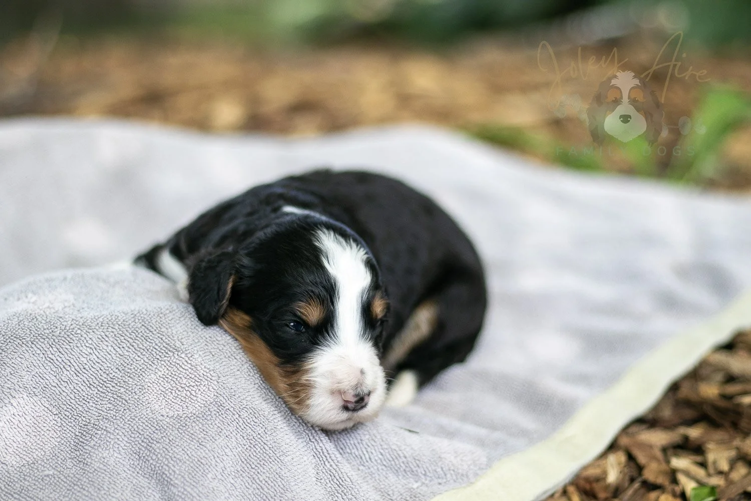 Zion Bernedoodle Puppy-92.jpg