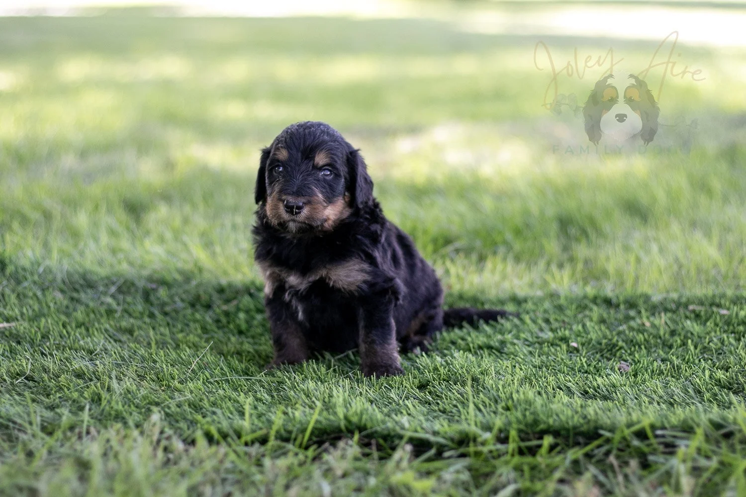 Gilbert Blythe Bernedoodle Puppy-587.jpg