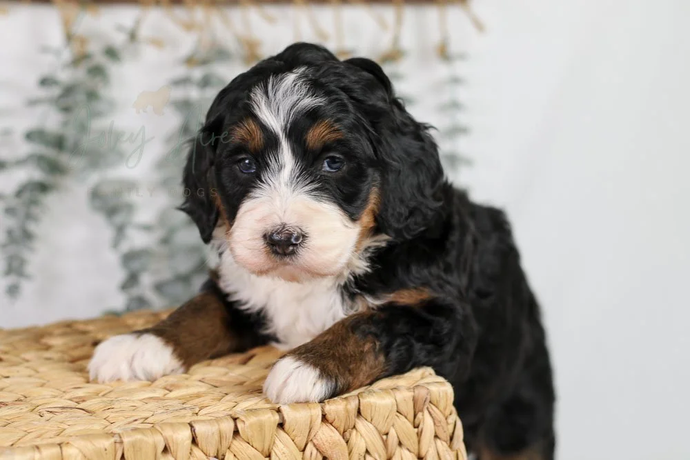 Korie Bernedoodle Puppy-23.jpg