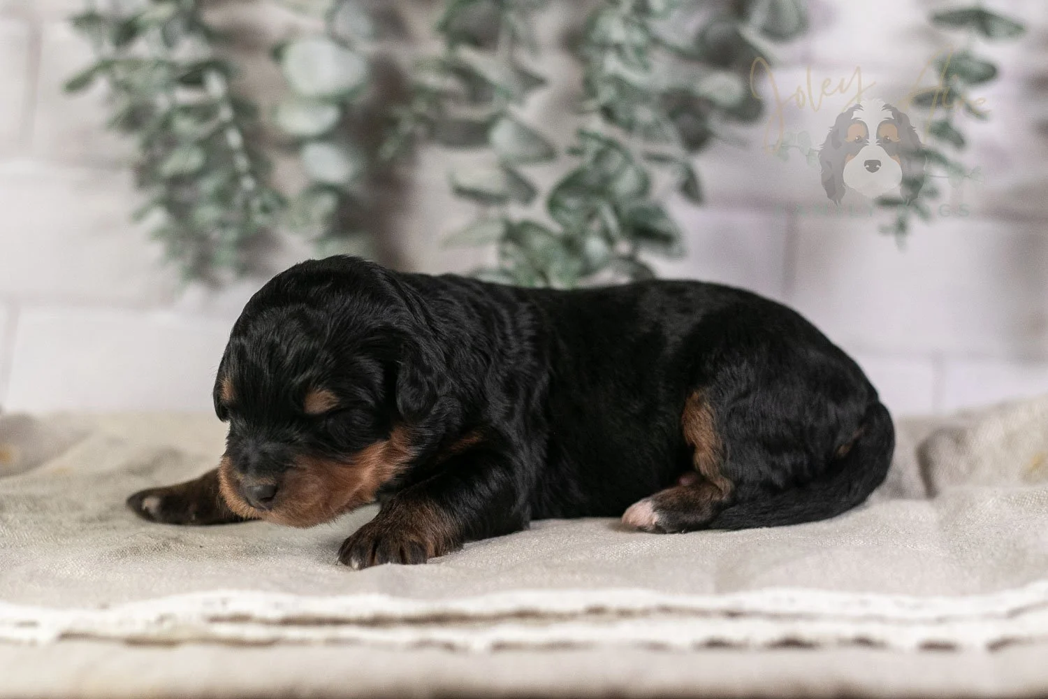 Guitar Bernedoodle Puppy-3.jpg