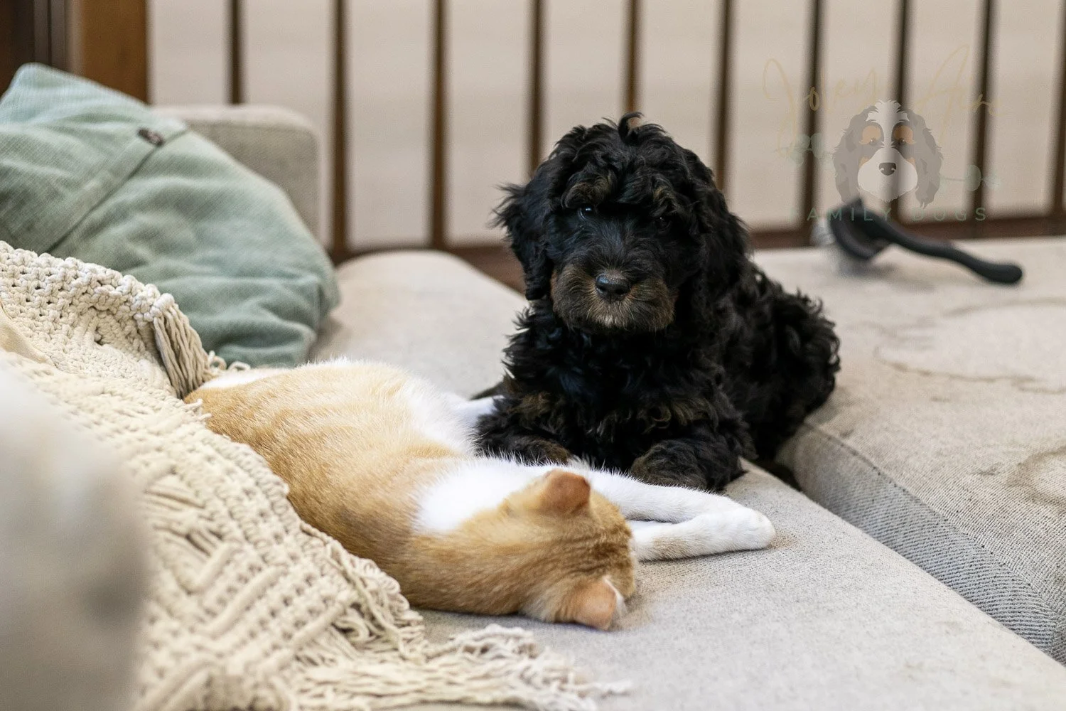 Acadia Bernedoodle Puppy-484.jpg