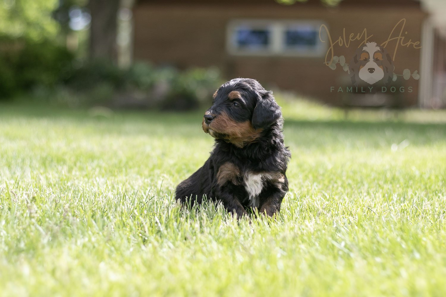 Banjo Bernedoodle Puppy-38.jpg