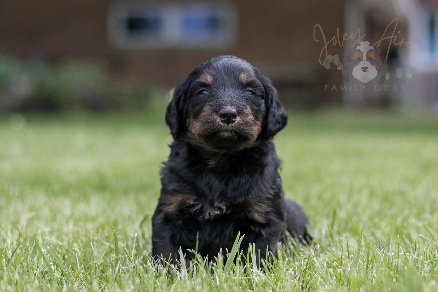 Piano Bernedoodle Puppy-21.jpg