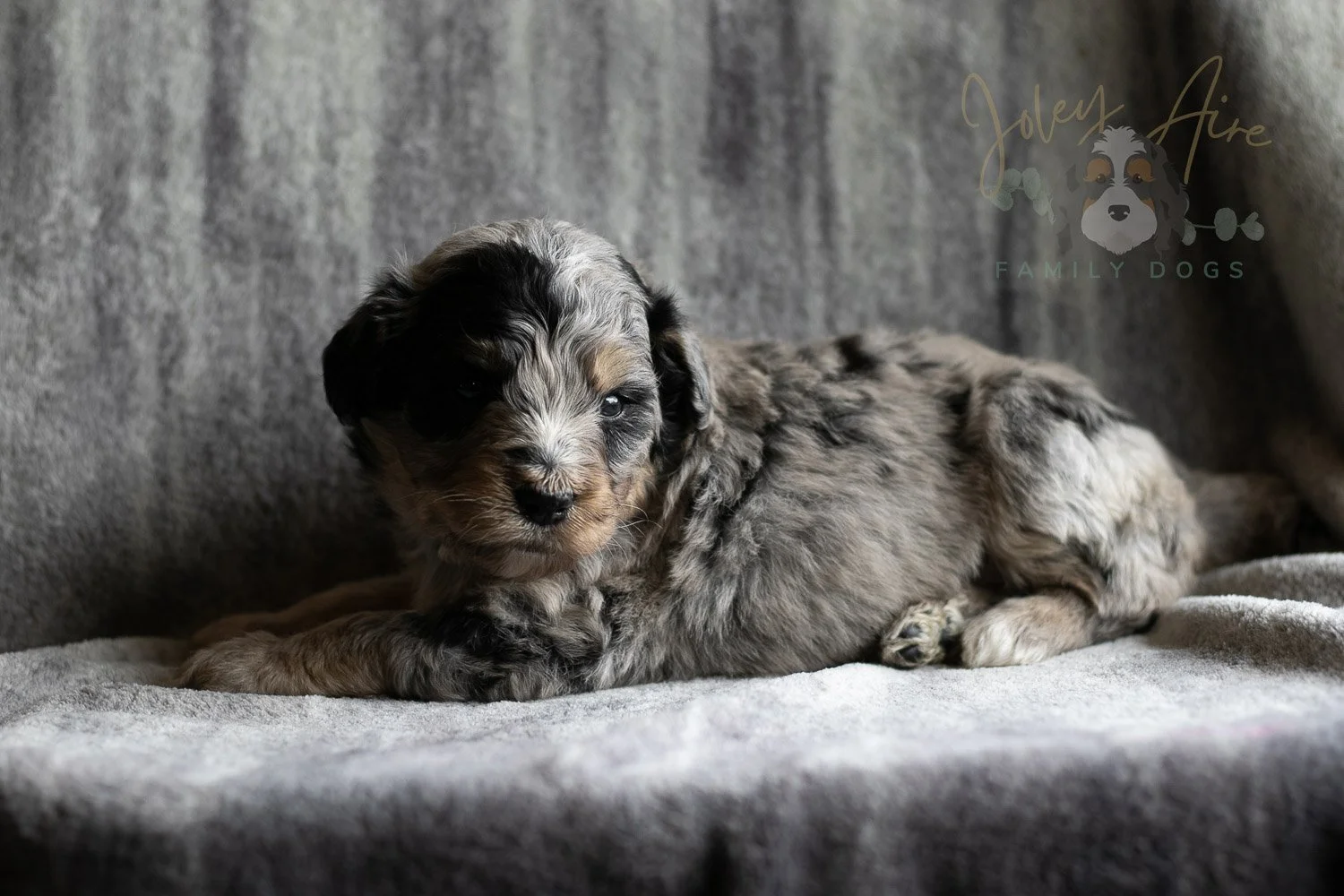 Frida Bernedoodle Puppy-145.jpg