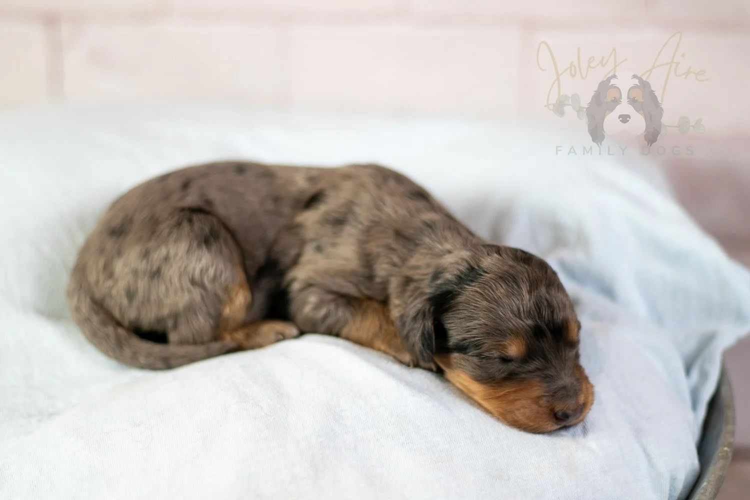 Josie Pye Bernedoodle Puppy-63.jpg