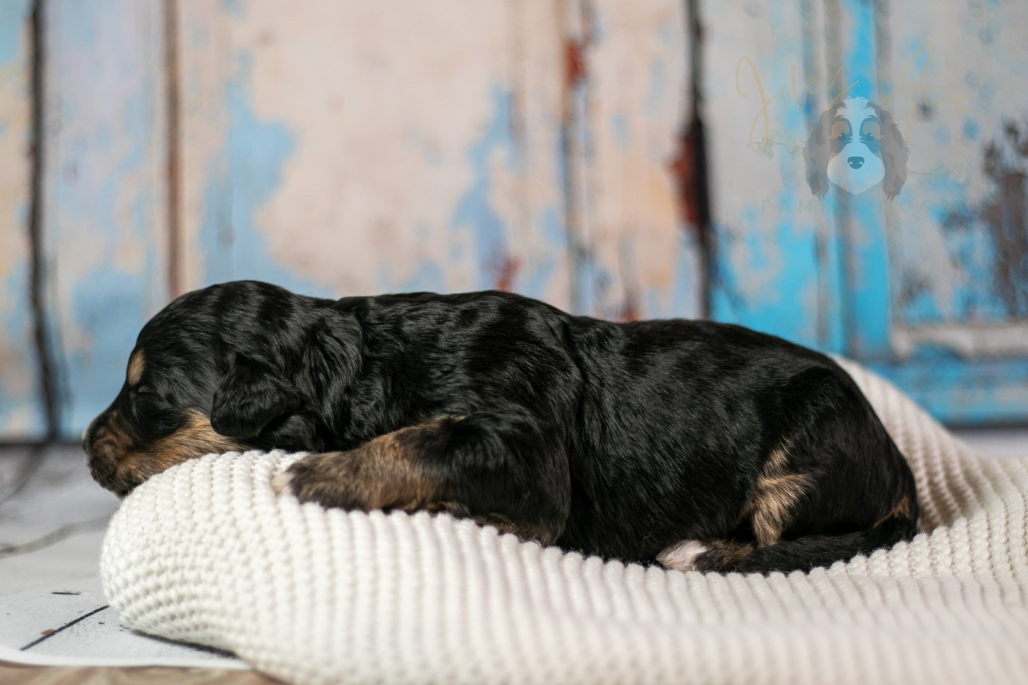 Da Vinci Bernedoodle Puppy-173.jpg