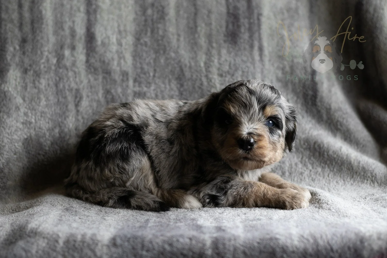Mary Cassatt Bernedoodle Puppy-168.jpg