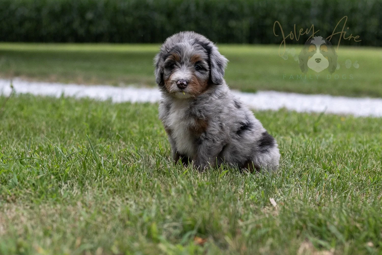 Rachel Lynde Bernedoodle Puppy-6.jpg