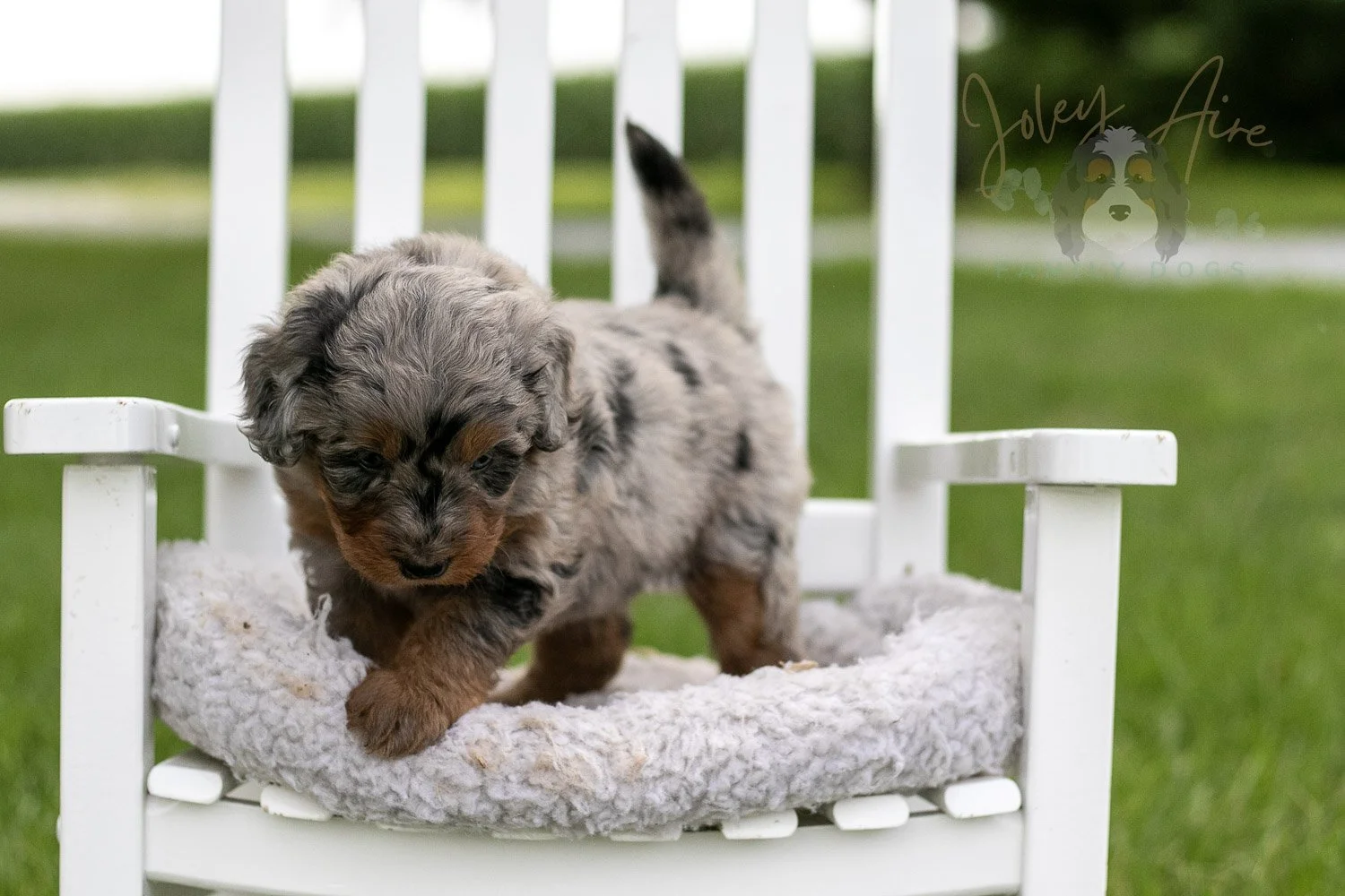 Marrila Cuthbert Bernedoodle Puppy-946.jpg