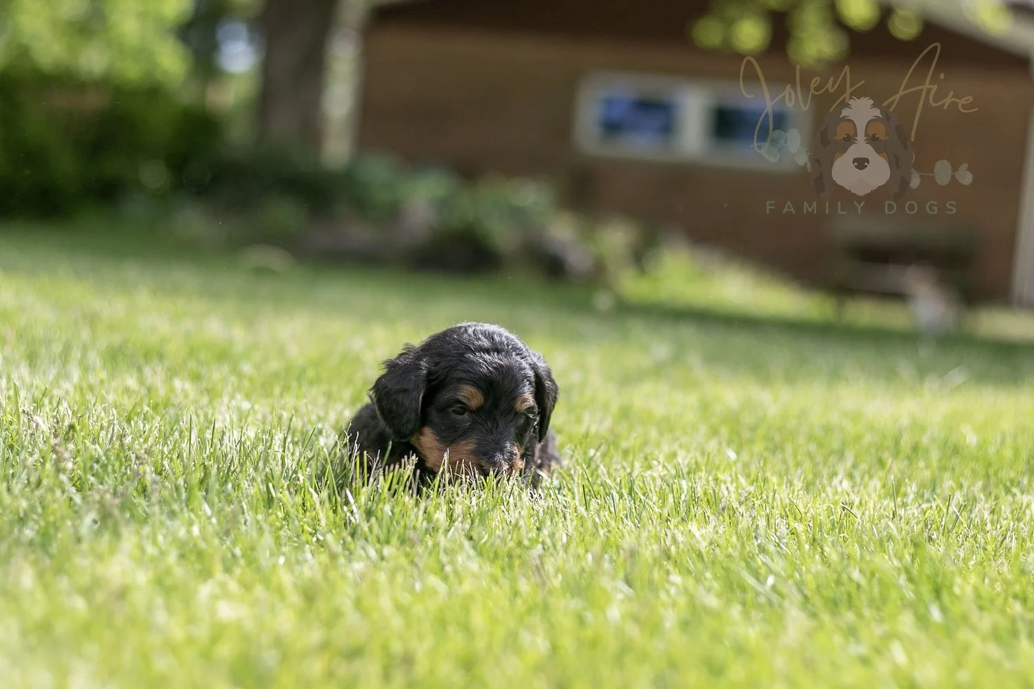 Banjo Bernedoodle Puppy-16.jpg