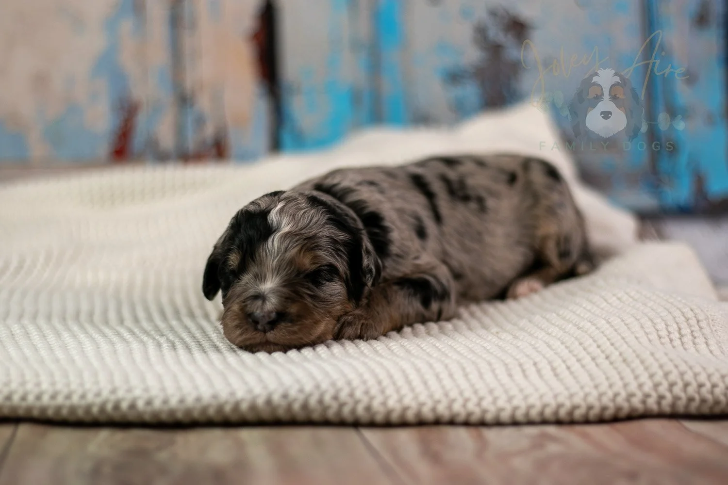 Frida Bernedoodle Puppy-197.jpg