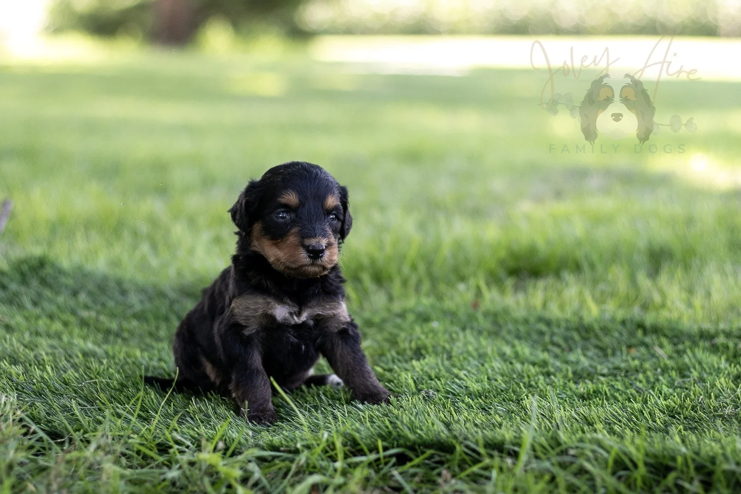 Mini Mae Bernedoodle Puppy-499.jpg