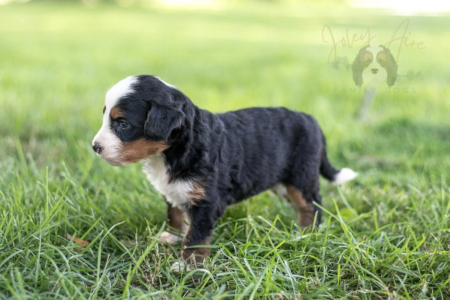Anne Shirley Bernedoodle Puppy-540.jpg