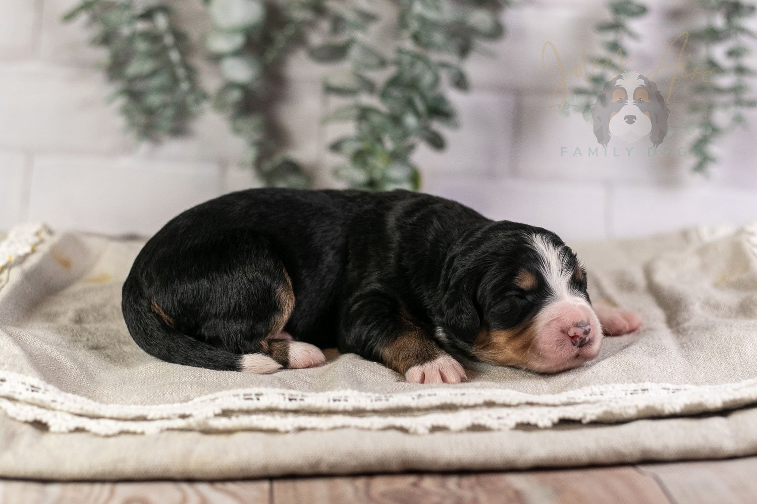 Trumpet Bernedoodle Puppy-3.jpg
