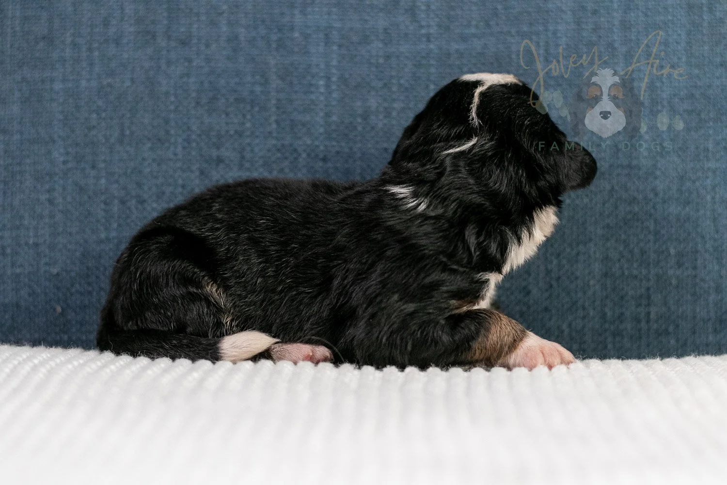 Archer Bernedoodle Puppy-72.jpg