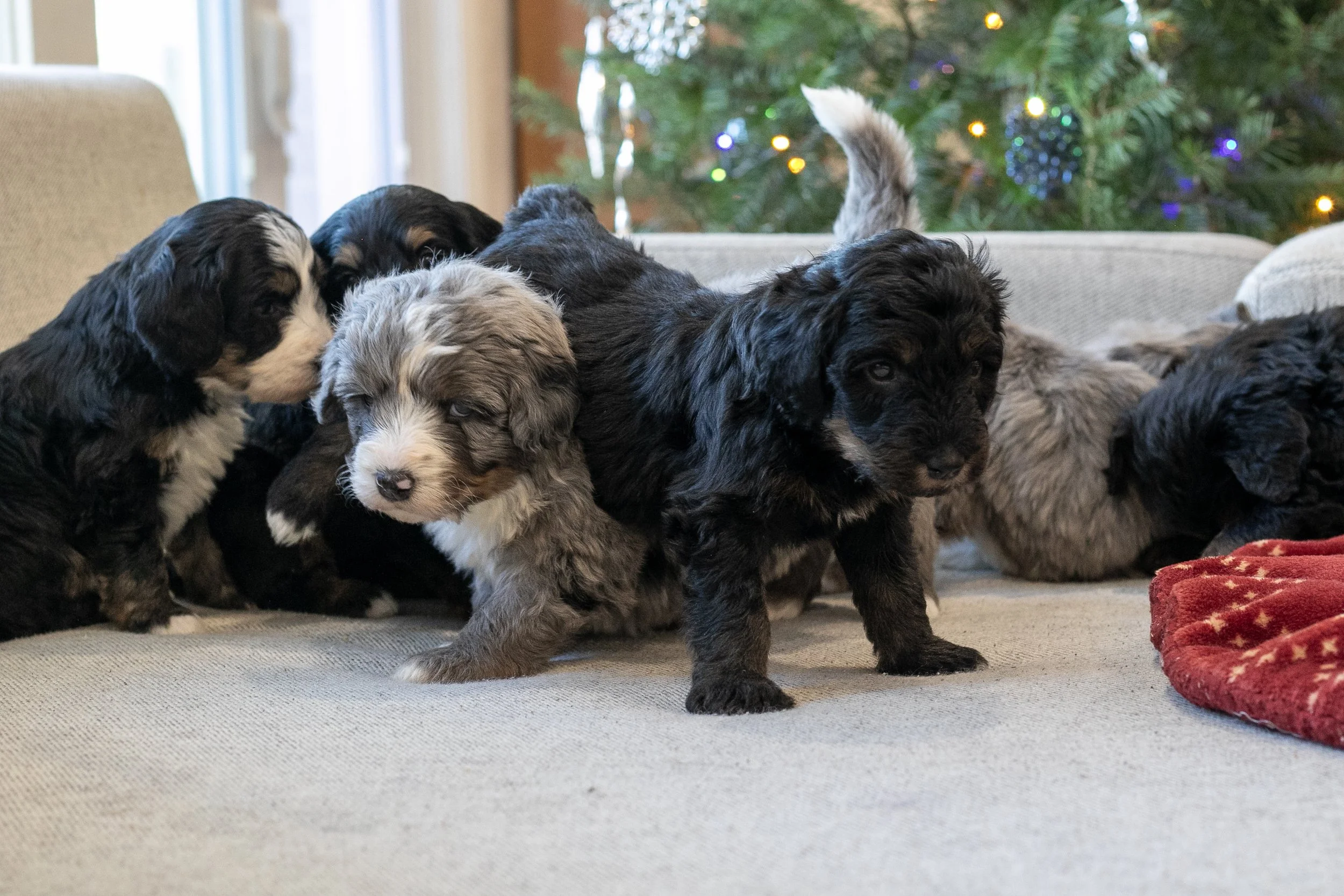 Whole Litter MountainsBernedoodle Puppy-14.jpg