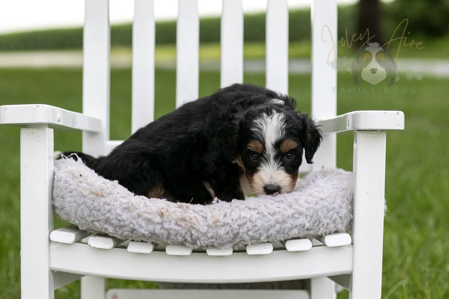 Diana Barry Bernedoodle Puppy-926.jpg