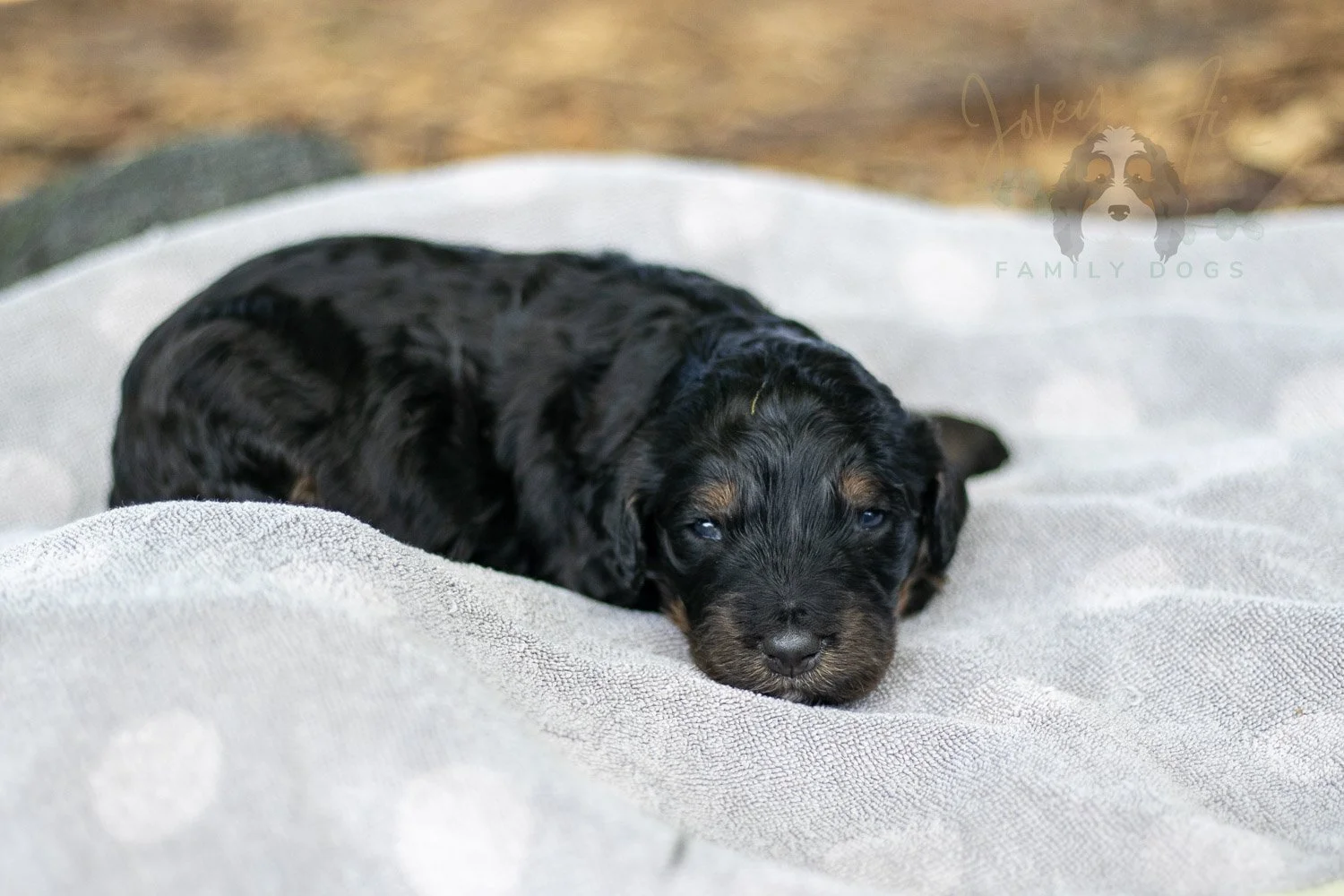 Acadia Bernedoodle Puppy-79.jpg