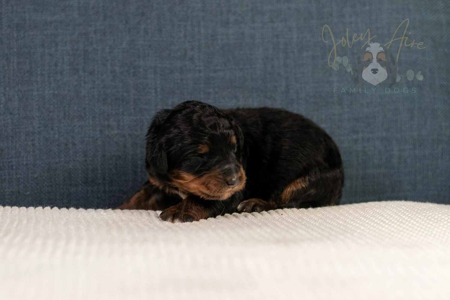 Amber Bernedoodle Puppy-09.jpg