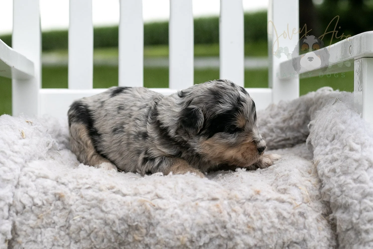 Mary Cassatt Bernedoodle Puppy-676.jpg
