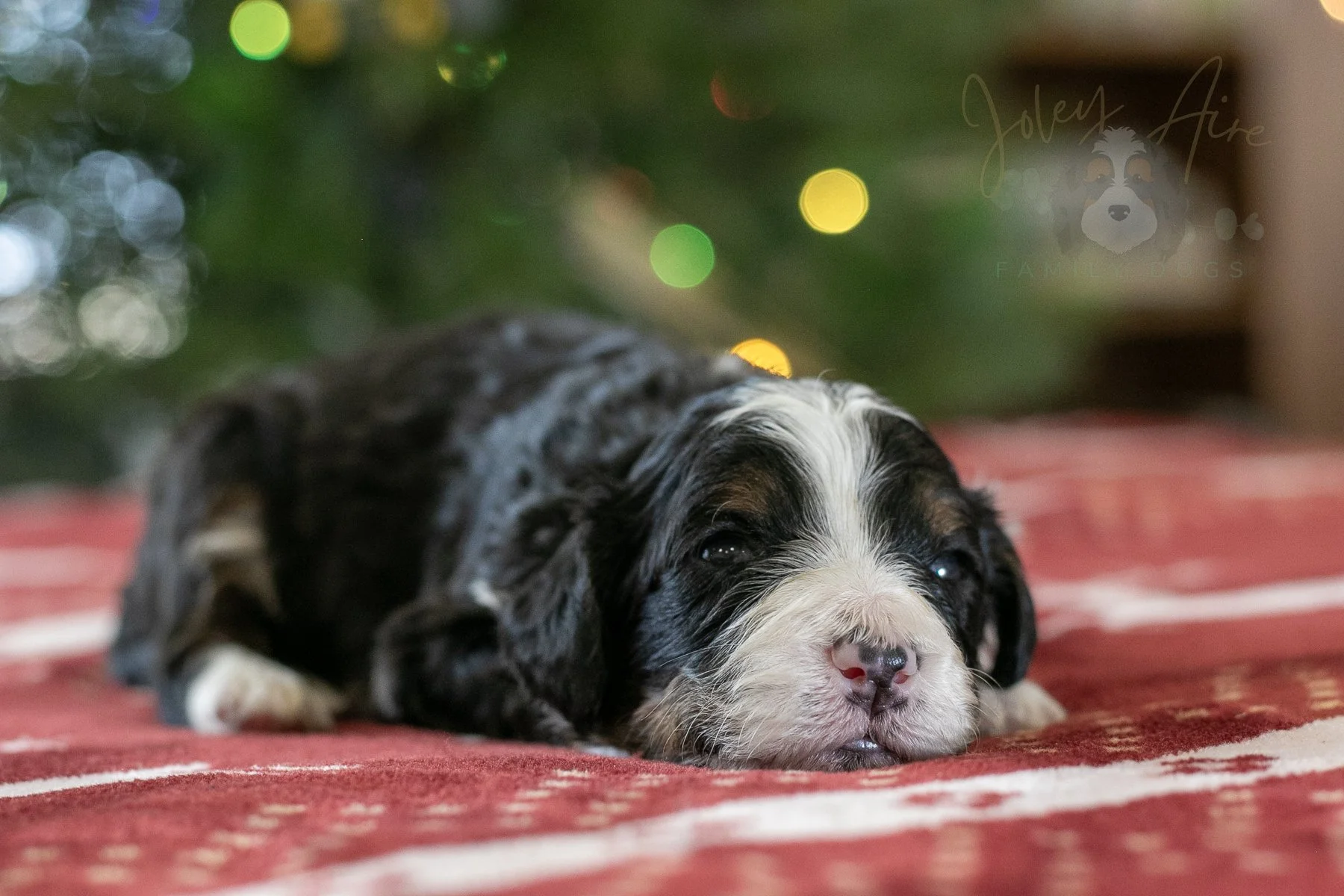 Belle | Tri-Color Female F1 Bernedoodle Puppy in Illinois