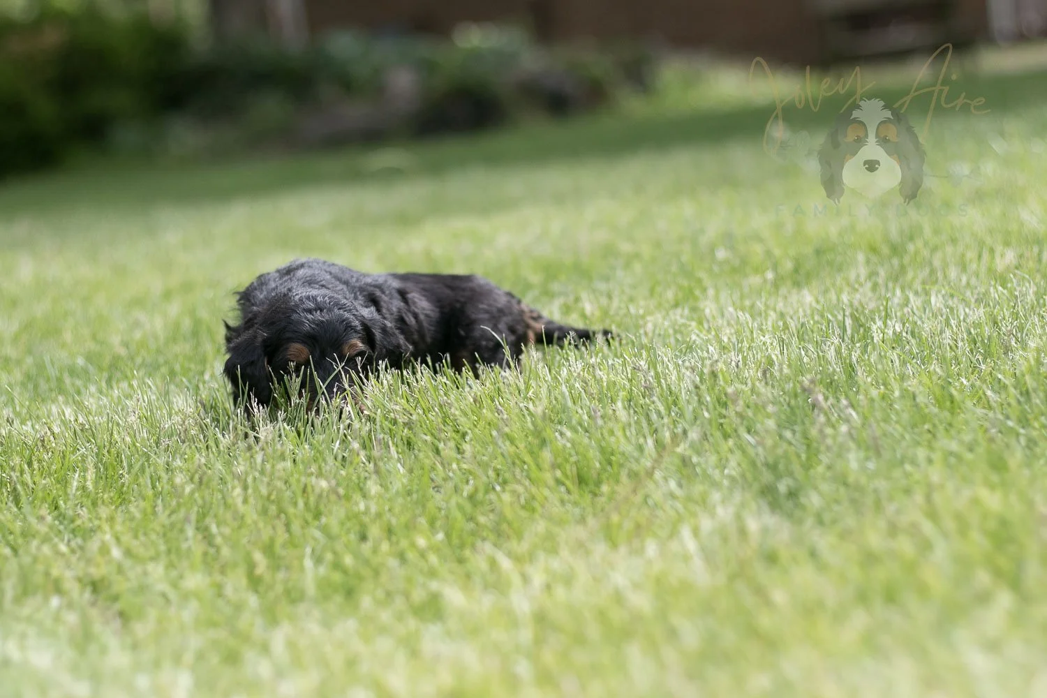 Banjo Bernedoodle Puppy-27.jpg