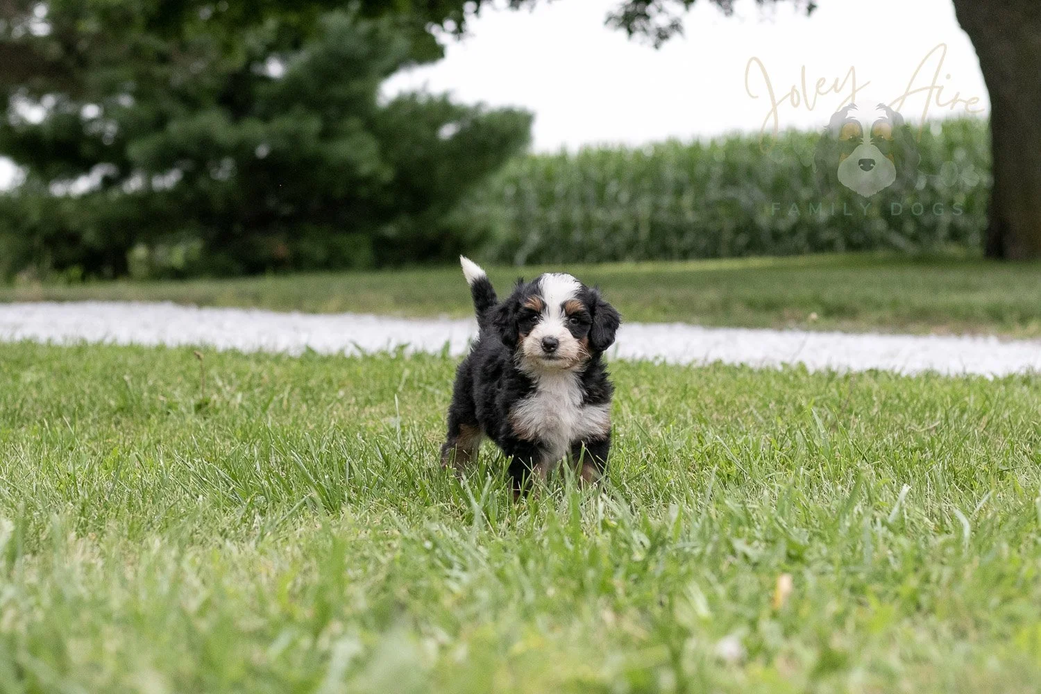 Anne Shirley Bernedoodle Puppy-109.jpg