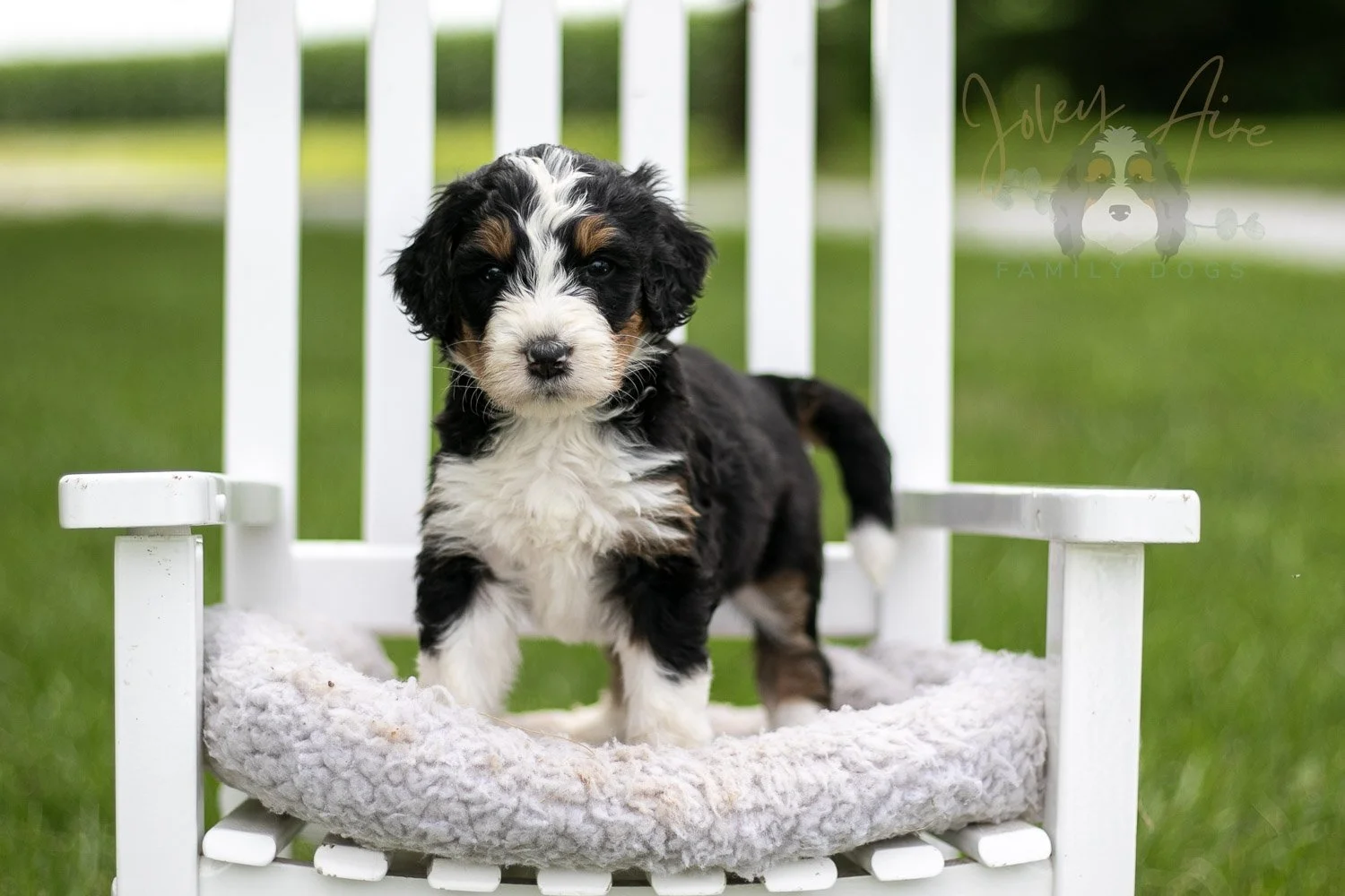 Zion Bernedoodle Puppy-823.jpg