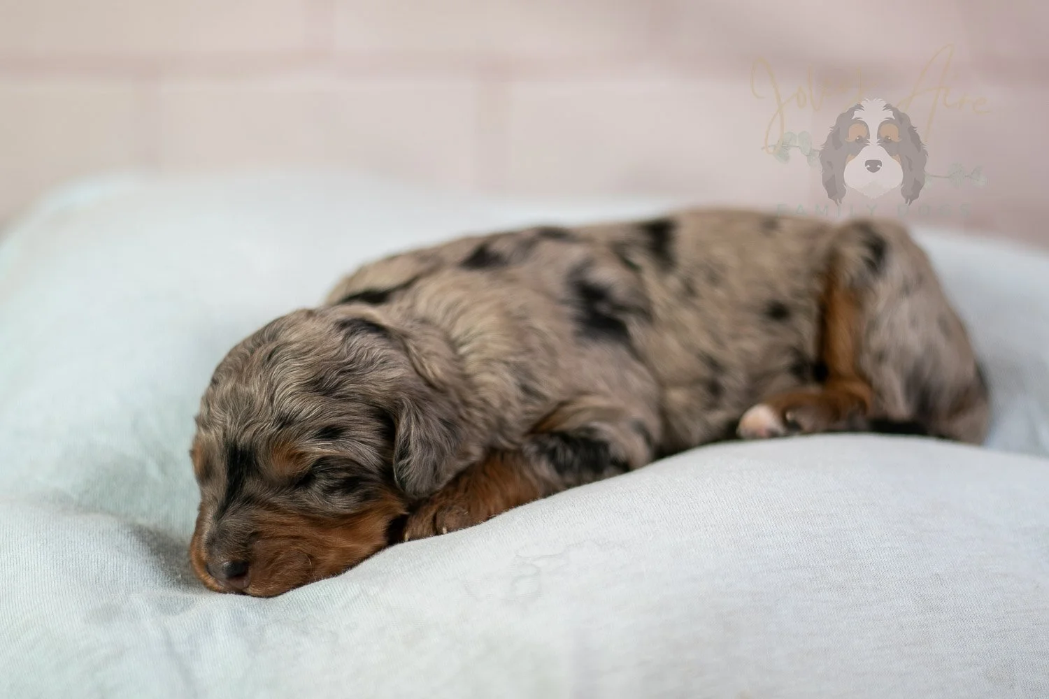 Marilla Bernedoodle Puppy-39.jpg