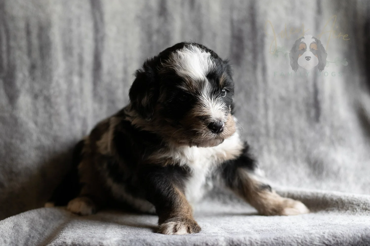 Artemisia Bernedoodle Puppy-131.jpg