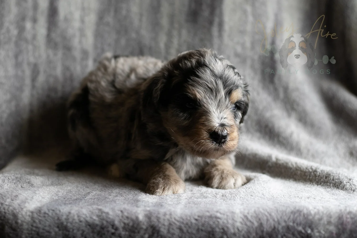 Mary Cassatt Bernedoodle Puppy-170.jpg